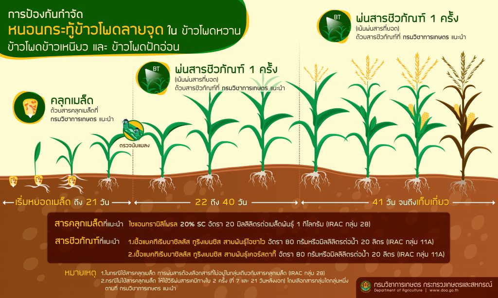 การป้องกันกำจัด หนอนกระทู้ข้าวโพดลายจุด ใน ข้าวโพดหวาน ข้าวโพดข้าวเหนียว และ ข้าวโพดฝักอ่อน