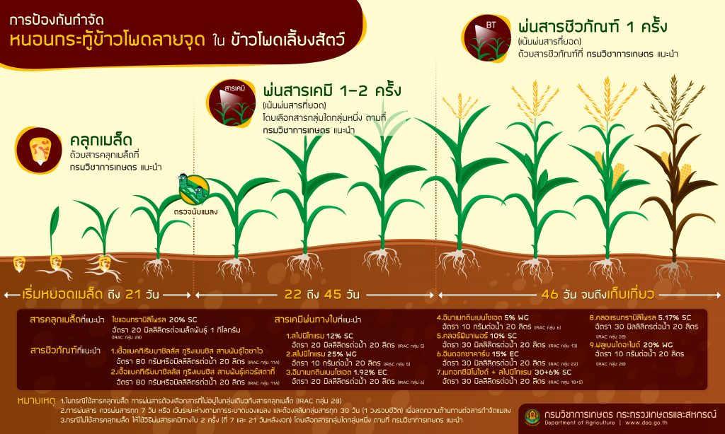 การป้องกันกำจัด หนอนกระทู้ข้าวโพดลายจุด ใน ข้าวโพดเลี้ยงสัตว์