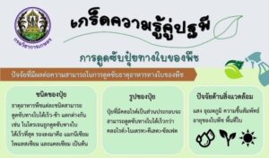 การดูดซับปุ๋ยทางใบของพืช