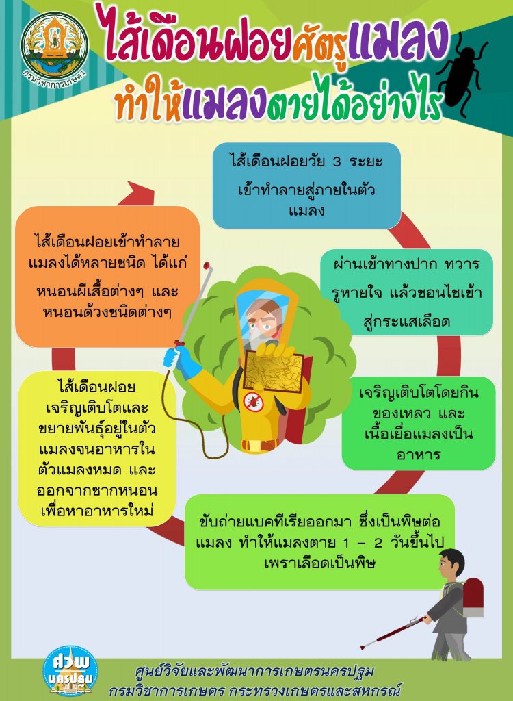 ไส้เดือนฝอยศัตรูแมลง