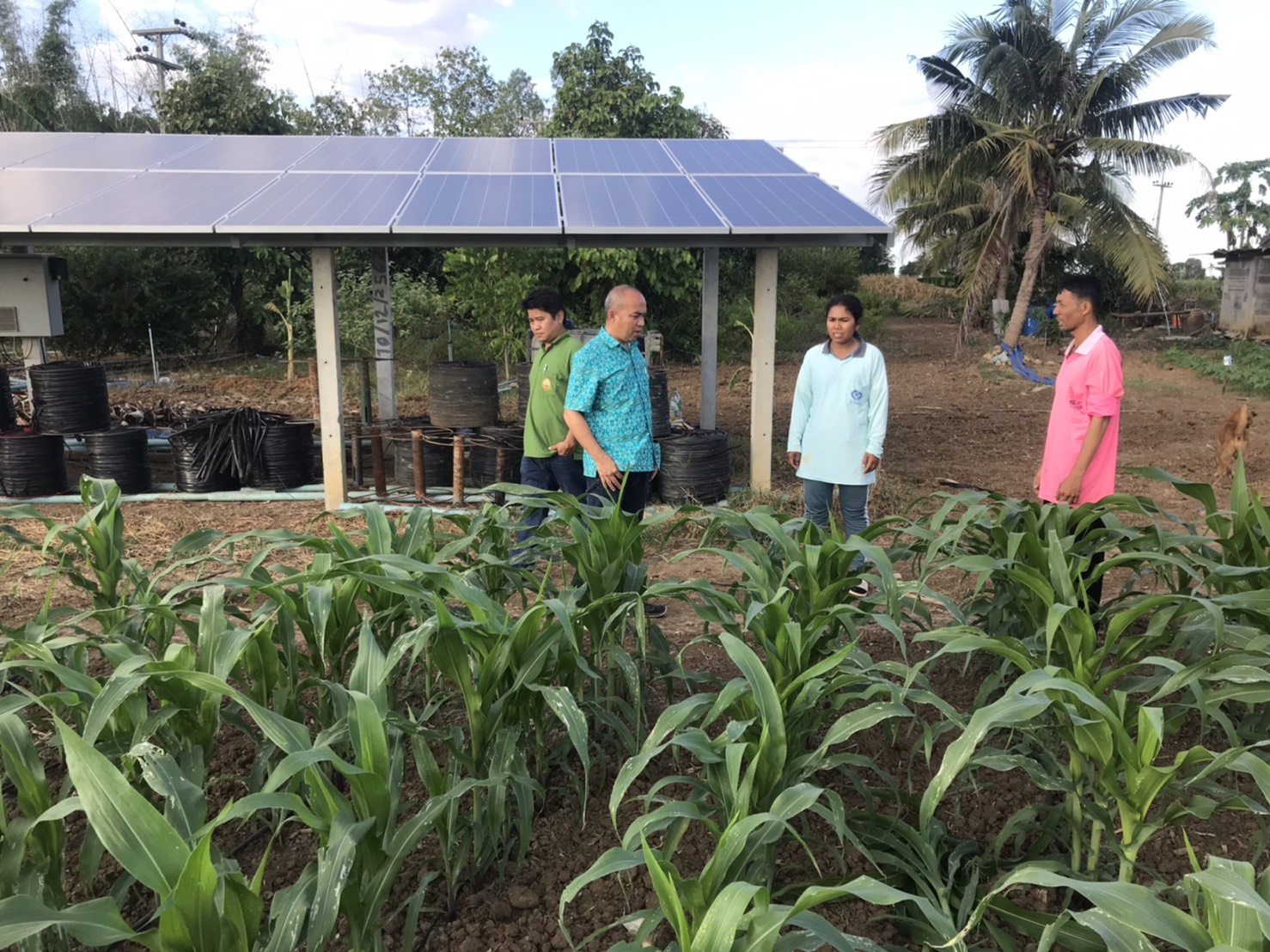 ร่วมติดตามแปลงปลูกข้าวโพดเลี้ยงสัตว์ และ ประสานงานเกษตรกร เพื่อเตรียมจัดทำแปลงเรียนรู้เกษตรอัจฉริยะ