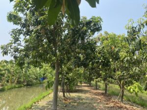 ตรวจรับรองแปลงแหล่งผลิตพืช GAP แปลงใหม่ 2 แปลง พืช มะม่วง คะน้า