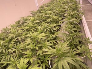 ตรวจรับรองแปลงแหล่งผลิตพืช GAP แปลงใหม่ พืชกัญชา