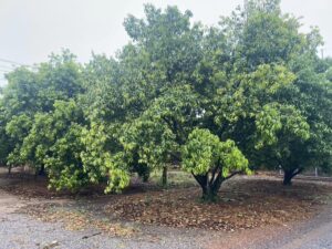 ตรวจรับรองแปลงแหล่งผลิตพืช GAP ตรวจต่ออายุ  พืชทุเรียน มะยงชิด