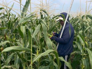 เก็บข้อมูลงานวิจัยการประยุกต์ใช้แบบจำลองพืชเพื่อเพิ่มประสิทธิภาพการผลิตข้าวโพดหวาน