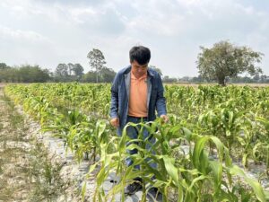 วิจัยการเพิ่มประสิทธิภาพการผลิตข้าวโพดหวานและการป้องกันกำจัดหนอนกระทู้ข้าวโพดลายจุดด้วยวิธีผสมผสาน