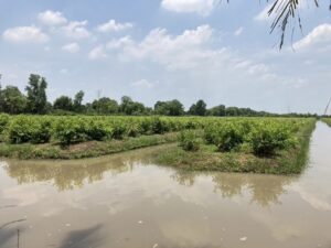 ติดตามงานวิจัยการเพิ่มประสิทธิภาพการผลิตข้าวโพดหวานและการป้องกันกำจัดหนอนกระทู้ข้าวโพดลายจุดด้วยวิธีผสมผสาน