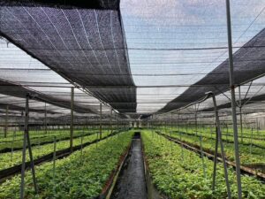 ตรวจสอบการระบาดของแมลงหวี่ขาวในพืชส่งออกไปสหภาพยุโรป