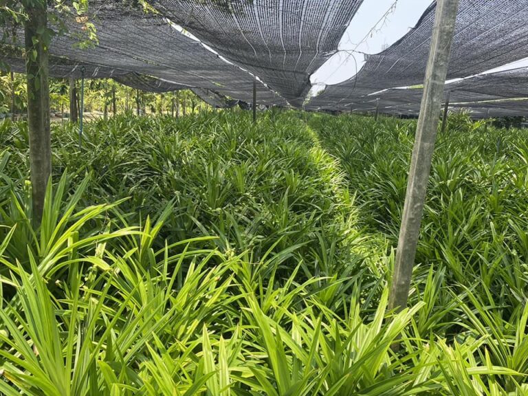 440577078_342621268835481_1756748646542914592_n