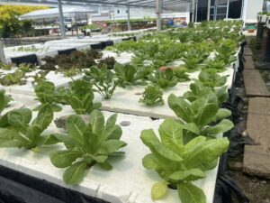 ตรวจรับรองแปลงแหล่งผลิตพืช GAP แปลงใหม่ 5 แปลง พืช มะม่วง กล้วยน้ำว้า กล้วยหอม ไฮโดรโปนิวกส์