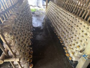 ตรวจรับรองแปลงแหล่งผลิตพืช GAP ตรวจต่ออายุ พืช มะเขือเปราะ บวบ แตงกวา ฟักทอง แฟง เห็ด