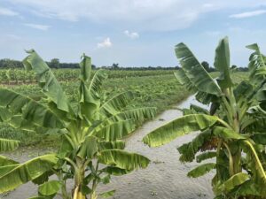 ตรวจรับรองแปลงแหล่งผลิตพืช GAP แปลง พืชกล้วยหอม