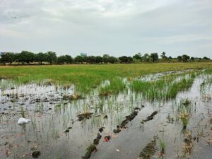 ติดตามผลแปลงนาสาธิตการใช้หัวเชื้อจุลินทรีย์ย่อยสลายวัสดุอินทรีย์ทำปุ๋ยหมัก