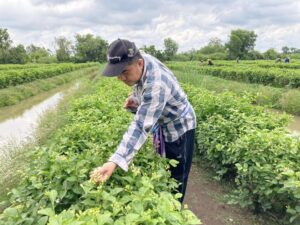 โครงการเทคโนโลยีการผลิตไม้ดอกที่เหมาะสม ในพื้นที่ภาคกลางและภาคตะวันตก