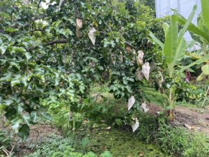 ตรวจรับรองแปลงแหล่งผลิตพืช GAP แปลงใหม่ 4 แปลง