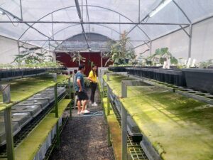 ตรวจสอบการระบาดของแมลงหวี่ขาวในพืชส่งออกไปสหภาพยุโรป