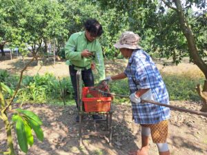 ตรวจรับรองแปลงแหล่งผลิตพืช GAP