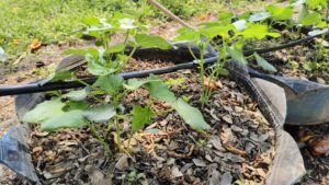 เข้าปฎิบัติงานโครงการราชดําริ