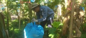 ปฎิบัติงานโครงการวิจัยการขยายผลเทคโนโลยีการผลิตกล้วยหอม