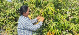 ปฎิบัติงานโครงการวิจัยการขยายผลเทคโนโลยีการผลิตมะม่วงนํ้าดอกไม้