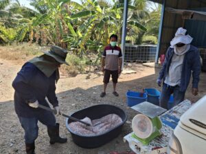 ปฎิบัติงานโครงการวิจัยการพัฒนาเทคโนโลยีการจัดการปุ๋ยในปาล์มนํ้ามัน