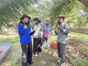 ปฎิบัติงานโครงการวิจัยการพัฒนาเทคโนโลยีการจัดการปุ๋ยในปาล์มนํ้ามัน