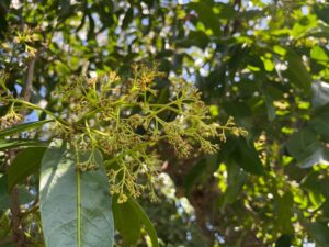 ปฎิบัติงานทดสอนเทคโนโลยีการเพิ่มประสิทธิภาพการผลิตมะยงชิด