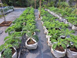 ตรวจรับรองแปลงแหล่งผลิตพืช GAP