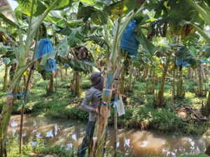 ปฎิบัติงานโครงการวิจัยการขยายผลเทคโนโลยีการผลิตกล้วยหอม