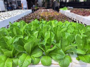 ตรวจรับรองแปลงแหล่งผลิตพืช GAP