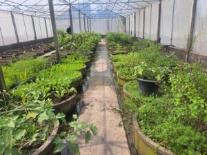 ตรวจรับรองแปลงแหล่งผลิตพืช GAP