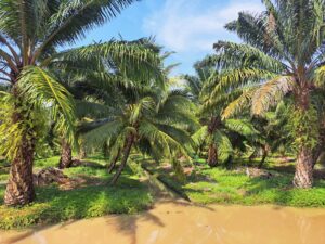 ตรวจรับรองแปลงแหล่งผลิตพืช GAP