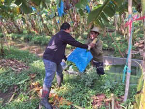 ปฎิบัติงานโครงการวิจัยการขยายผลเทคโนโลยีการผลิตกล้วยหอม