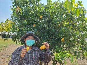 ปฎิบัติงานโครงการวิจัยการพัฒนาเทคโนโลยีการจัดการปุ๋ยในปาล์มนํ้ามัน