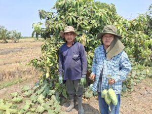 ปฎิบัติงานโครงการวิจัยการขยายผลเทคโนโลยีการผลิตมะม่วงนํ้าดอกไม้