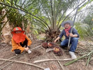 ปฎิบัติงานโครงการวิจัยการพัฒนาเทคโนโลยีการจัดการปุ๋ยในปาล์มนํ้ามัน