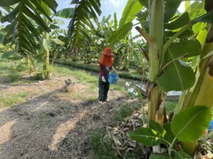 ปฎิบัติงานการทดลองการขยายผลเทคโนโลยีการผลิตกล้วยนํ้าว้า