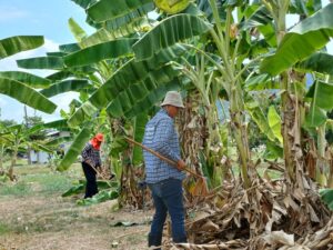 เข้าปฎิบัติงานเตรียมแปลง