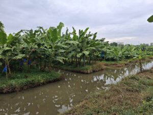 ปฎิบัติงานโครงการวิจัยการขยายผลเทคโนโลยีการผลิตกล้วยหอม