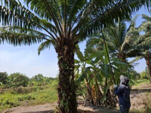 ปฎิบัติงานโครงการวิจัยการพัฒนาเทคโนโลยีการจัดการปุ๋ยในปาล์มน้ำมัน