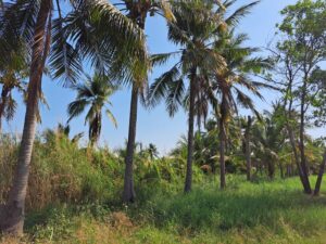 ตรวจรับรองแปลงแหล่งผลิตพืช GAP