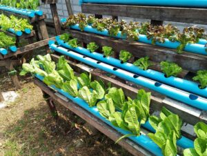 ตรวจรับรองแปลงแหล่งผลิตพืช GAP