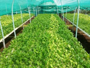 ตรวจรับรองแปลงแหล่งผลิตพืช GAP