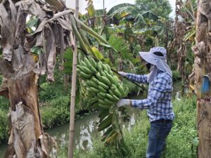 ปฎิบัติงานโครงการวิจัยการขยายผลเทคโนโลยีการผลิตกล้วยหอม