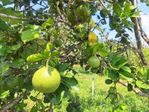 ปฎิบัติงานโครงการวิจัยการขยายผลเทคโนโลยีการผลิตกล้วยหอม