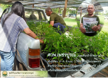 ศวพ.เพชรบูรณ์ มอบต้นกล้าฟ้าทะลายโจร พันธุ์พิจิตร 4-4 จำนวน 1,000 ต้น ให้แก่เกษตรกร