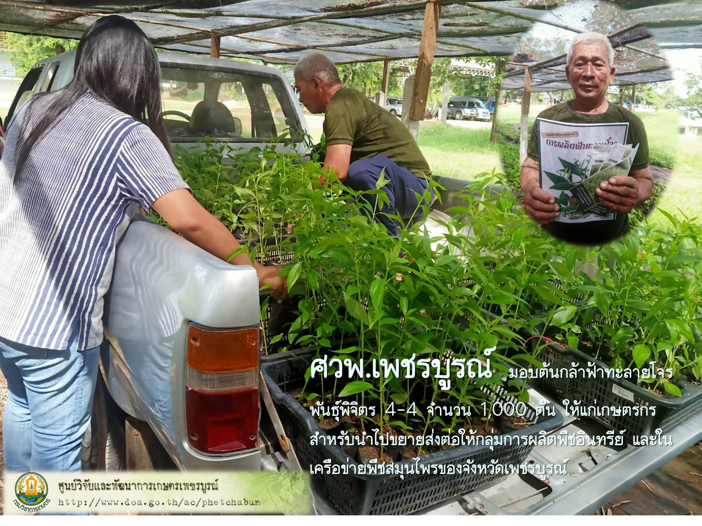 ศวพ.เพชรบูรณ์ มอบต้นกล้าฟ้าทะลายโจร พันธุ์พิจิตร 4-4 จำนวน 1,000 ต้น ให้แก่เกษตรกร