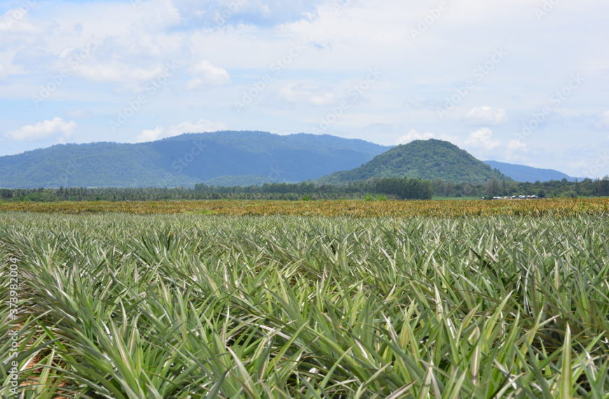 1000_F_373982004_v2GOYKFyo0g2wLLdizIQSuLdcIryseVd