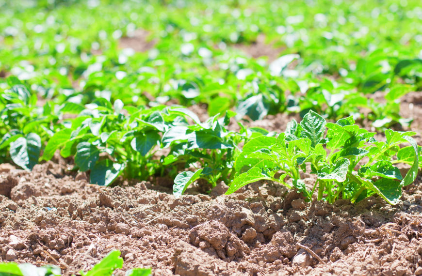 potatoes harvest closeup