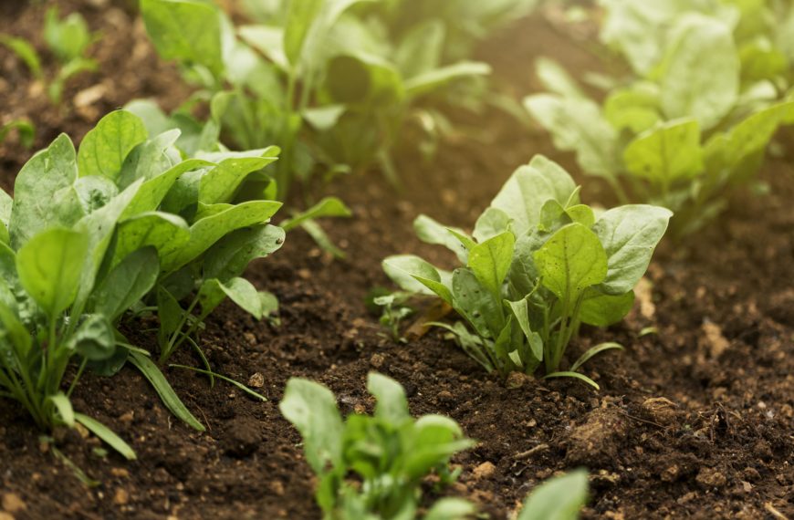 high-angle-plants-with-green-leaves